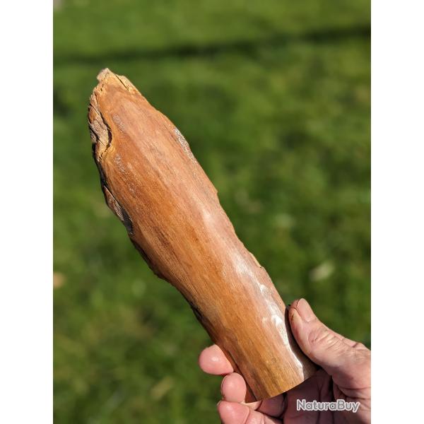 Mammouth, 23cm. Dfense fossile.