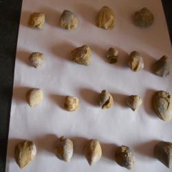 fossilles de coquillage poids 200 grammes environ