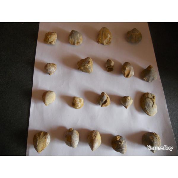 fossilles de coquillage poids 200 grammes environ