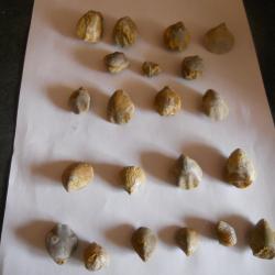 fossilles de coquillage poids 200 grammes environ lot 2