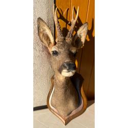 Trophée de chasse - Tête de chevreuil naturalisée