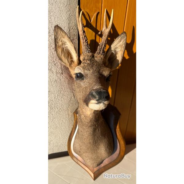 Trophe de chasse - Tte de chevreuil naturalise