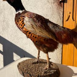 Trophée de chasse - Faisan naturalisé sur socle