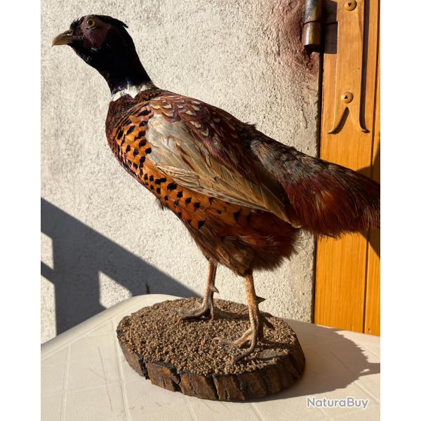 Trophe de chasse - Faisan naturalis sur socle