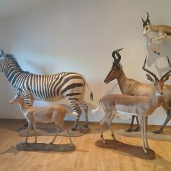 taxidermie trophées d Afrique