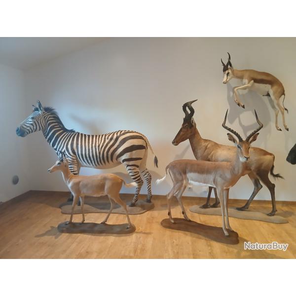 taxidermie trophes d Afrique