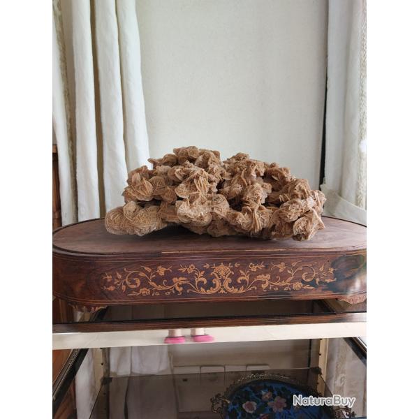 Rose des sables gante