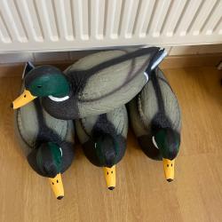 Blette canard colvert mâle