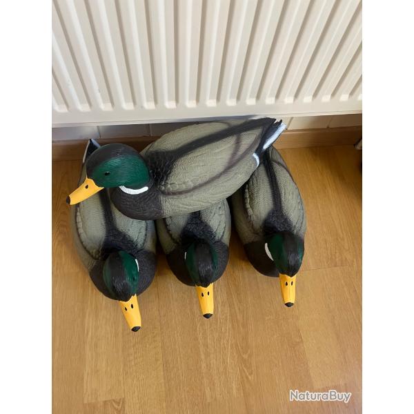 Blette canard colvert mâle