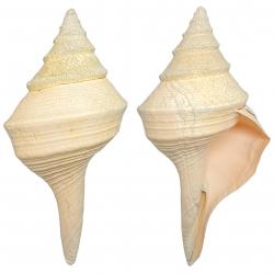 Coquillage syrinx aruanus - 40 cm