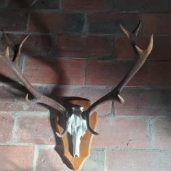 trophée de cerf