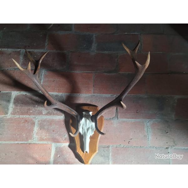 trophe de cerf