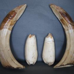 Trophée de dents d'hippopotame