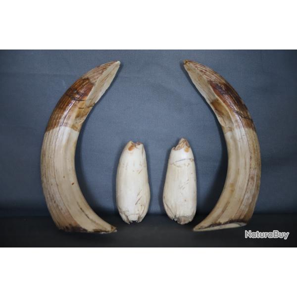 Trophe de dents d'hippopotame