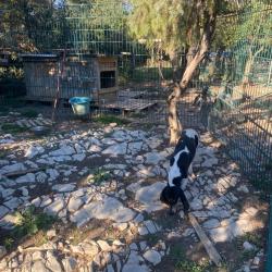 Chien courant suisses bernois