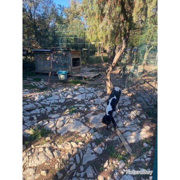 Chien courant suisses bernois