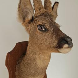 Trophée de chasse excellent etat