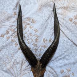 Massacre antilope sitanga
