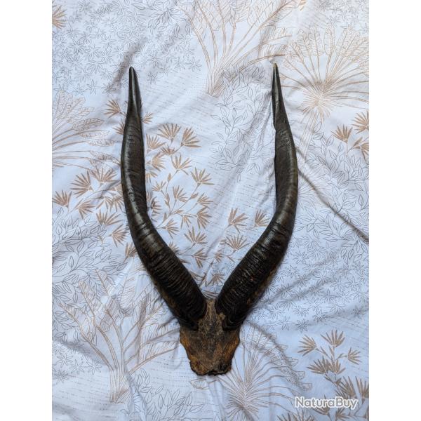 Massacre antilope sitanga