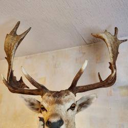 vend tête de daim magnifique, et tête de brocard en velours