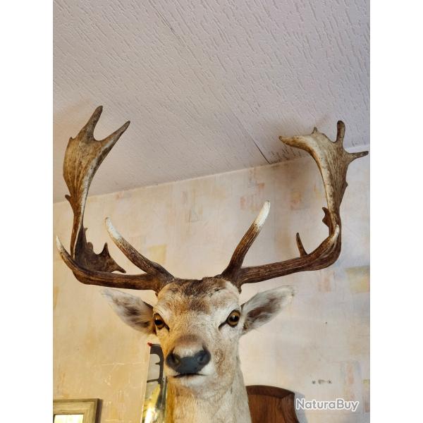 vend tte de daim magnifique, et tte de brocard en velours