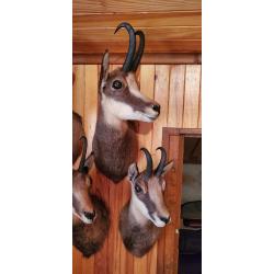 Trophée chamois