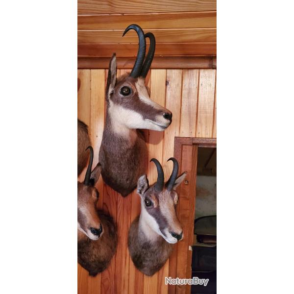 Trophe chamois
