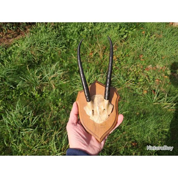 Trophe de Steenbok ; Raphicerus campestris #0510
