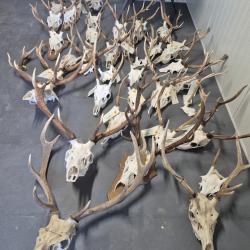 Trophées de cerf et daguets