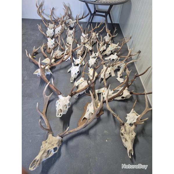 Trophes de cerf et daguets