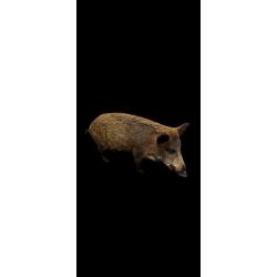 Taxidermie sanglier entier