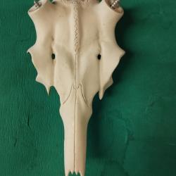 CRÂNE MASSACRE CERF METAL POUR POSE BOIS CERF