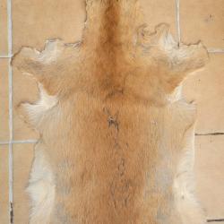 Peau de chevreuil d'été