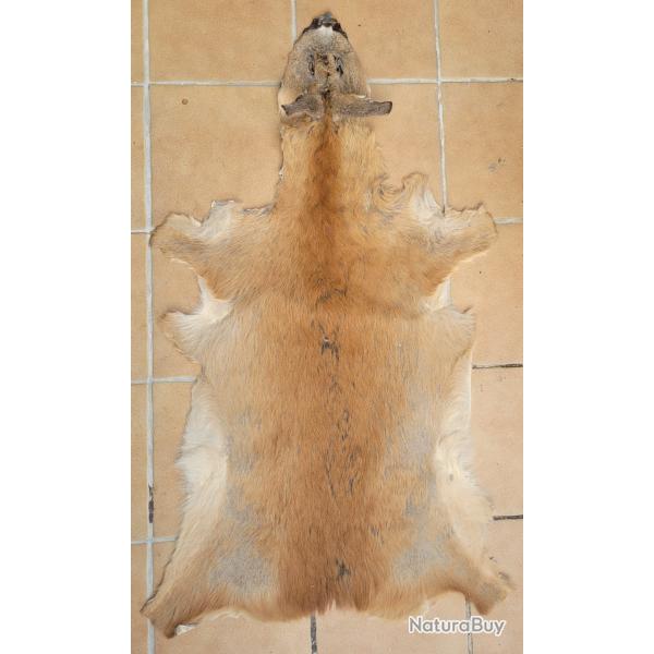 Peau de chevreuil d't