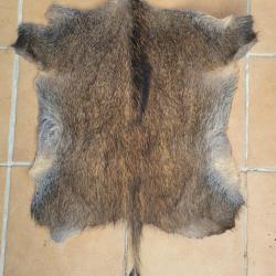 Peau de sanglier