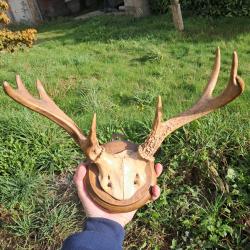 Trophée de cerf de Virginie tête bizarde ; Odocoileus virginianus #1009