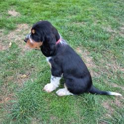 Chiot