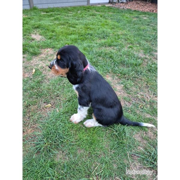 Chiot