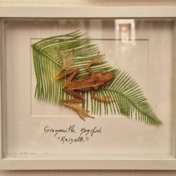 Grenouille momifié,  taxidermie de de 1990