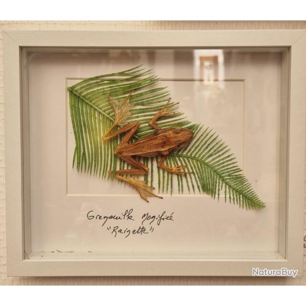 Grenouille momifi,  taxidermie de de 1990