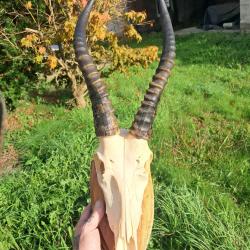 Trophée de Blesbok sur écusson ; Damaliscus pygargus phillipsi #1009