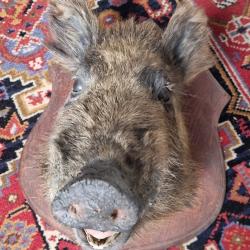 Trophée de sanglier femelle