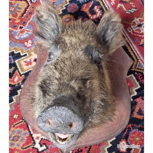 Trophe de sanglier femelle