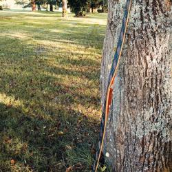 Arc de chasse Phoebus Black feet