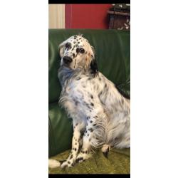 Recherche chiot setter anglais pas trop cher