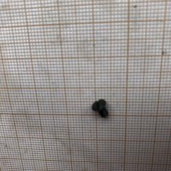 Diana 35: petite vis