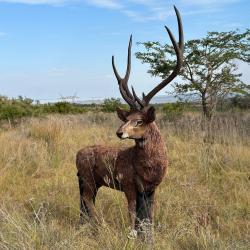 Cible 3D Wildcrete Rusa Deer