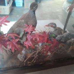 Animaux naturalisés