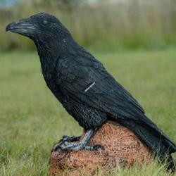 Cible 3D Wildcrete Raven