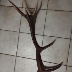 BOIS MUE DE CERF 5 CORS DE 76CM COLORIS FONCE NATUREL